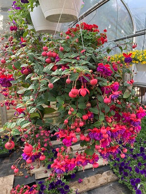Fuchsia