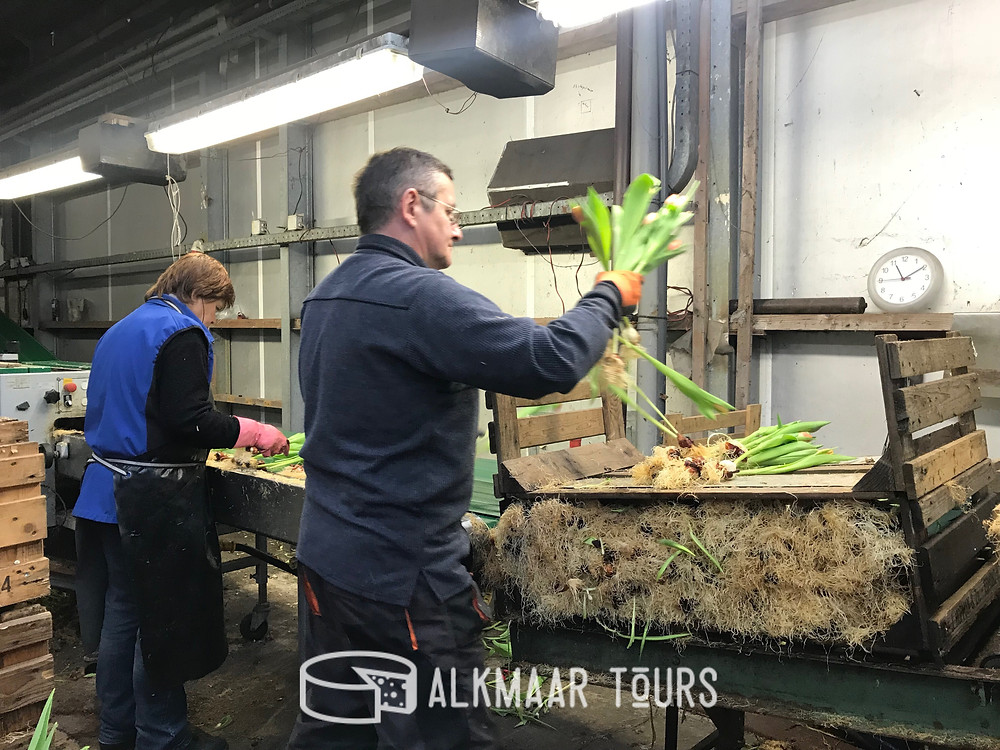 Feeding the tulips into the tulip processing machine