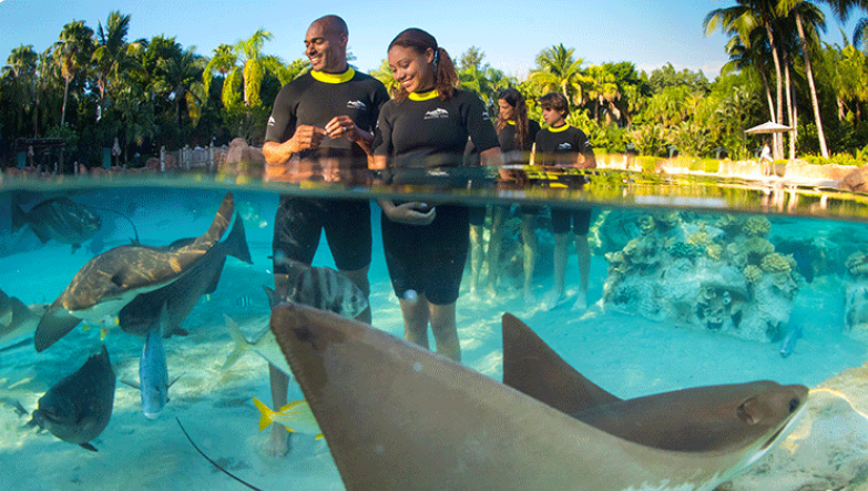 Guests wading in the Grand Reef at Discovery Cove Orlando surrounded by rays and tropical fish, showcasing immersive marine life encounters included in all-inclusive March 2026 Discovery Cove promotions planned with Orlando travel expert Brandi Parker.