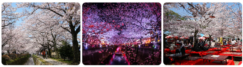 Bucket-list spring travel experiences curated by Brandi Parker, featuring cherry blossom-lined canals, illuminated sakura at night, and traditional outdoor dining beneath blooming cherry trees in Japan