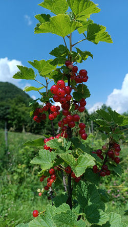 ribes rosso