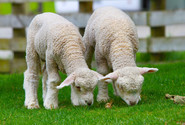 sheep-g856903ad2_1920.jpg