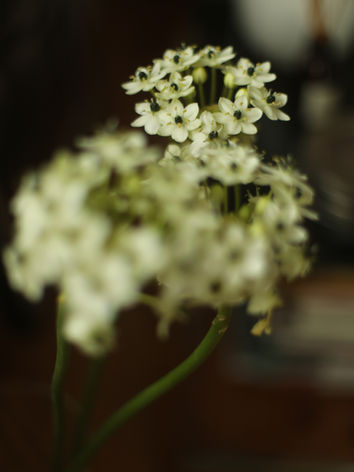 Weiße Schnittblumen