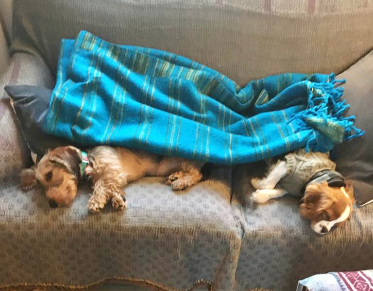 How to keep your dog warm enough at night