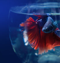 Siamese Fighting Fish