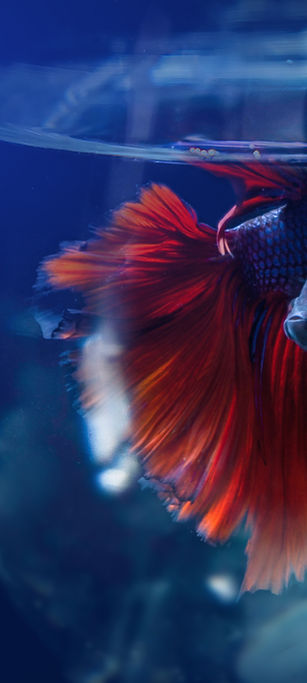 Siamese Fighting Fish