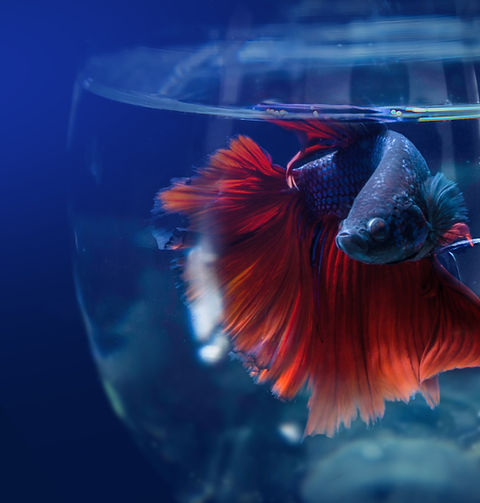Siamese Fighting Fish