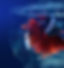 Siamese Fighting Fish