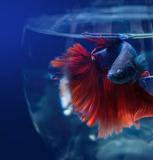 Siamese Fighting Fish