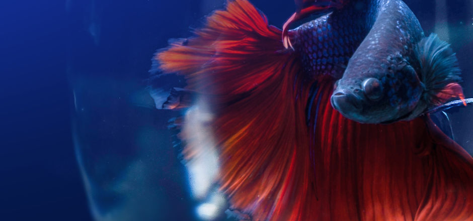 Siamese Fighting Fish