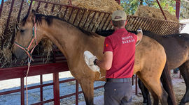 At Monte Barrão, our Lusitano horses receive regular, vet-approved protection against flies and mosquitoes, ensuring comfort, skin health, and wellbeing throughout the year.