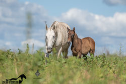 Ginja & Rhea AMB 2021