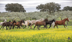 Monte Barrão Mares & 2022 Foals