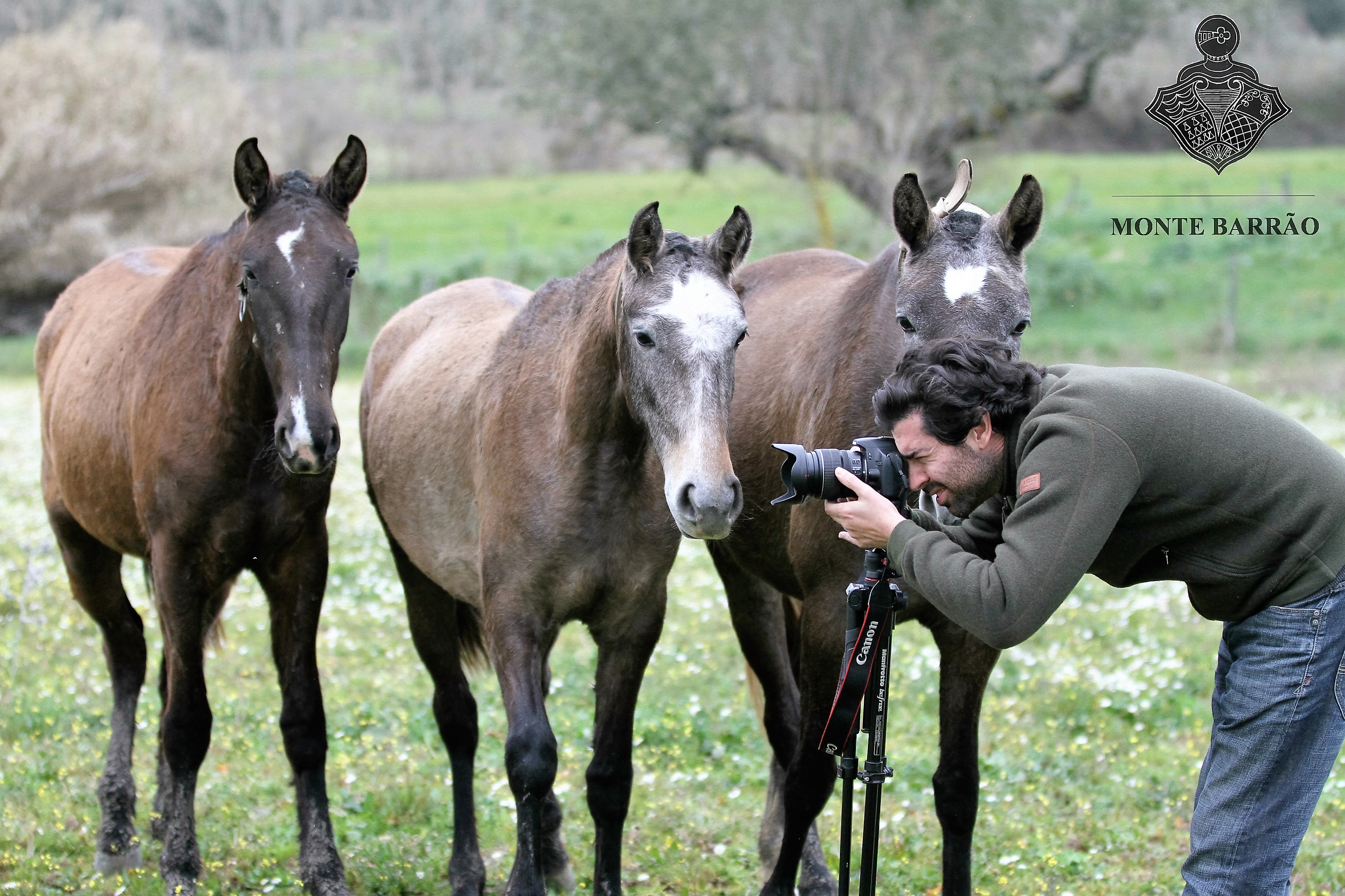 Monte Barrão Foals 2015