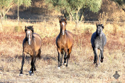 Santo, Sol & Sonho AMB 2024