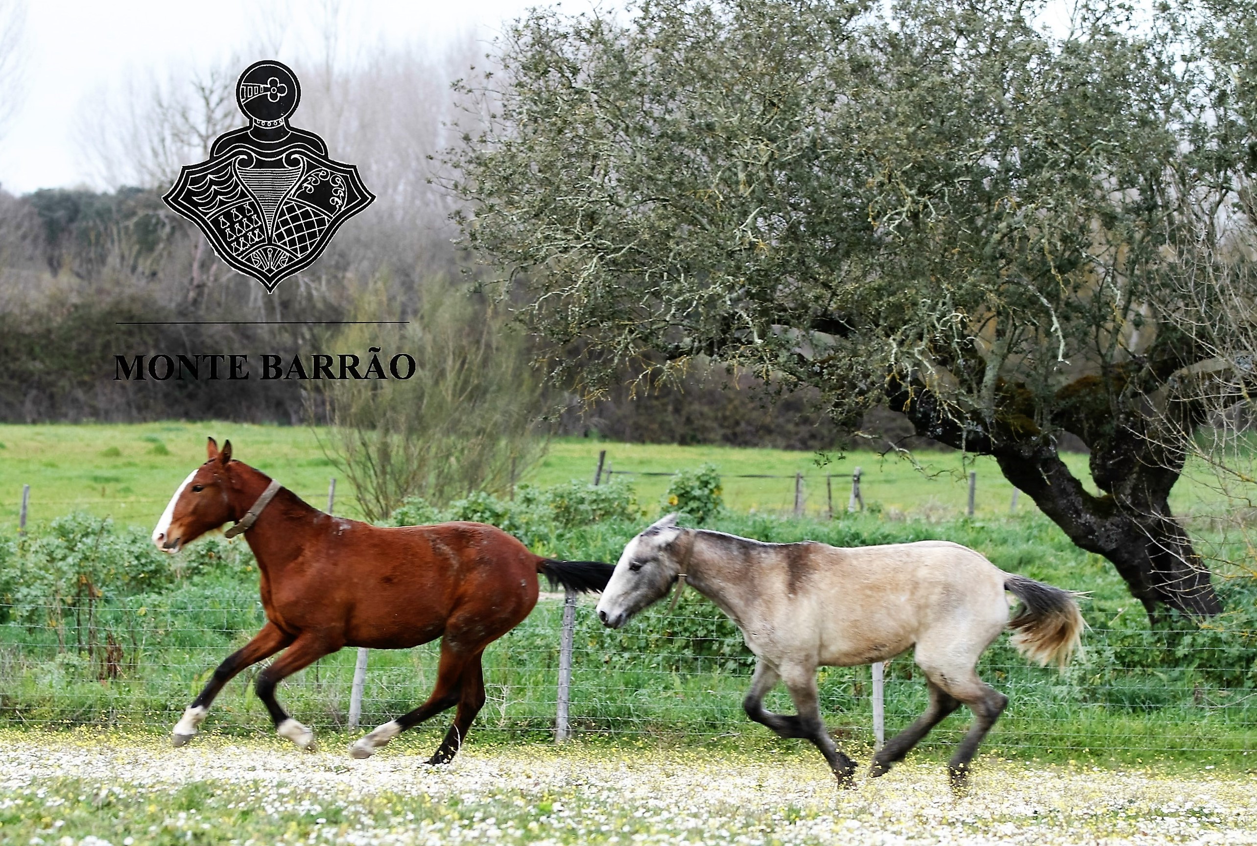 Monte Barrão Foals 2015