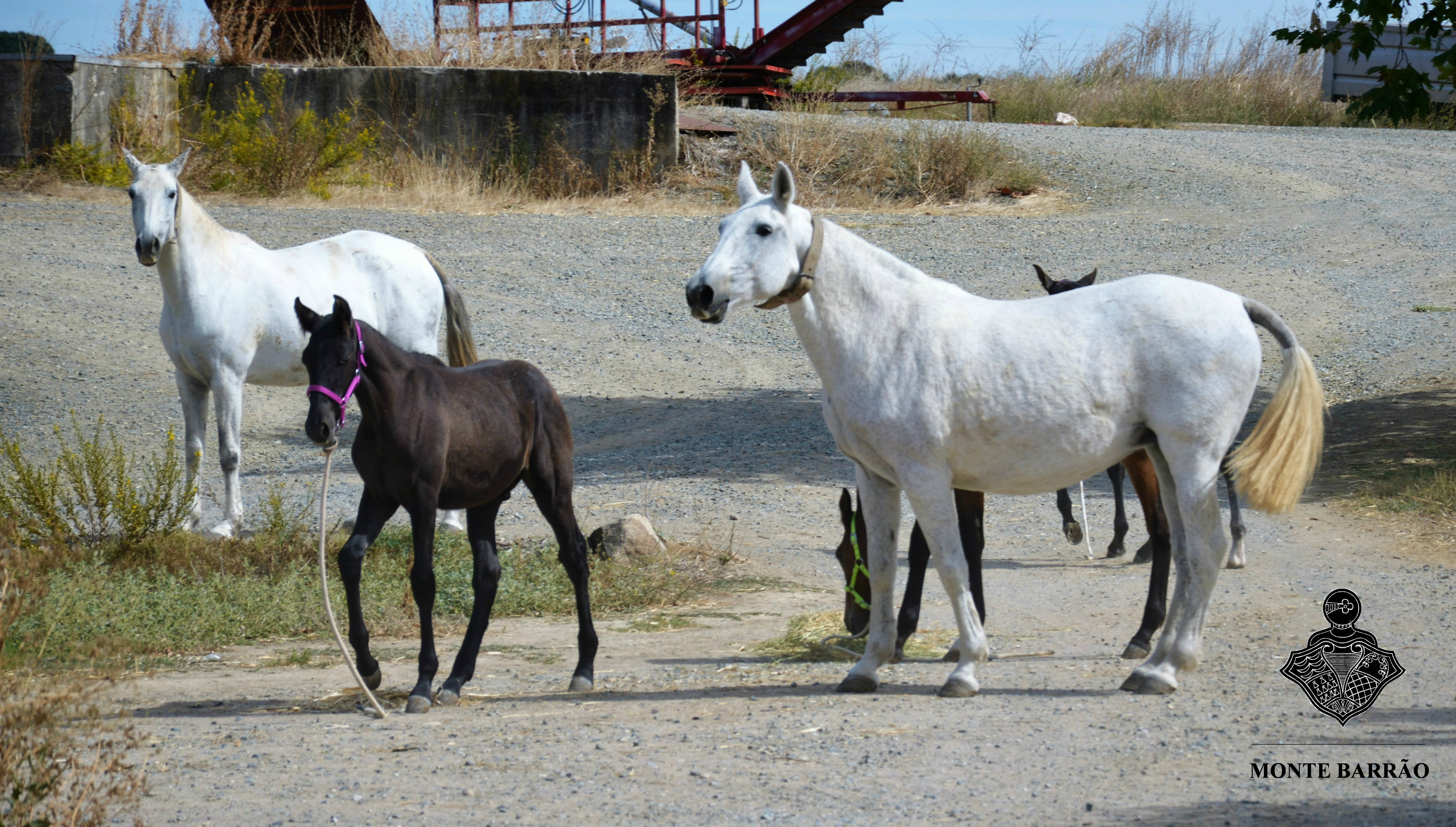 Weaning the foals 2016