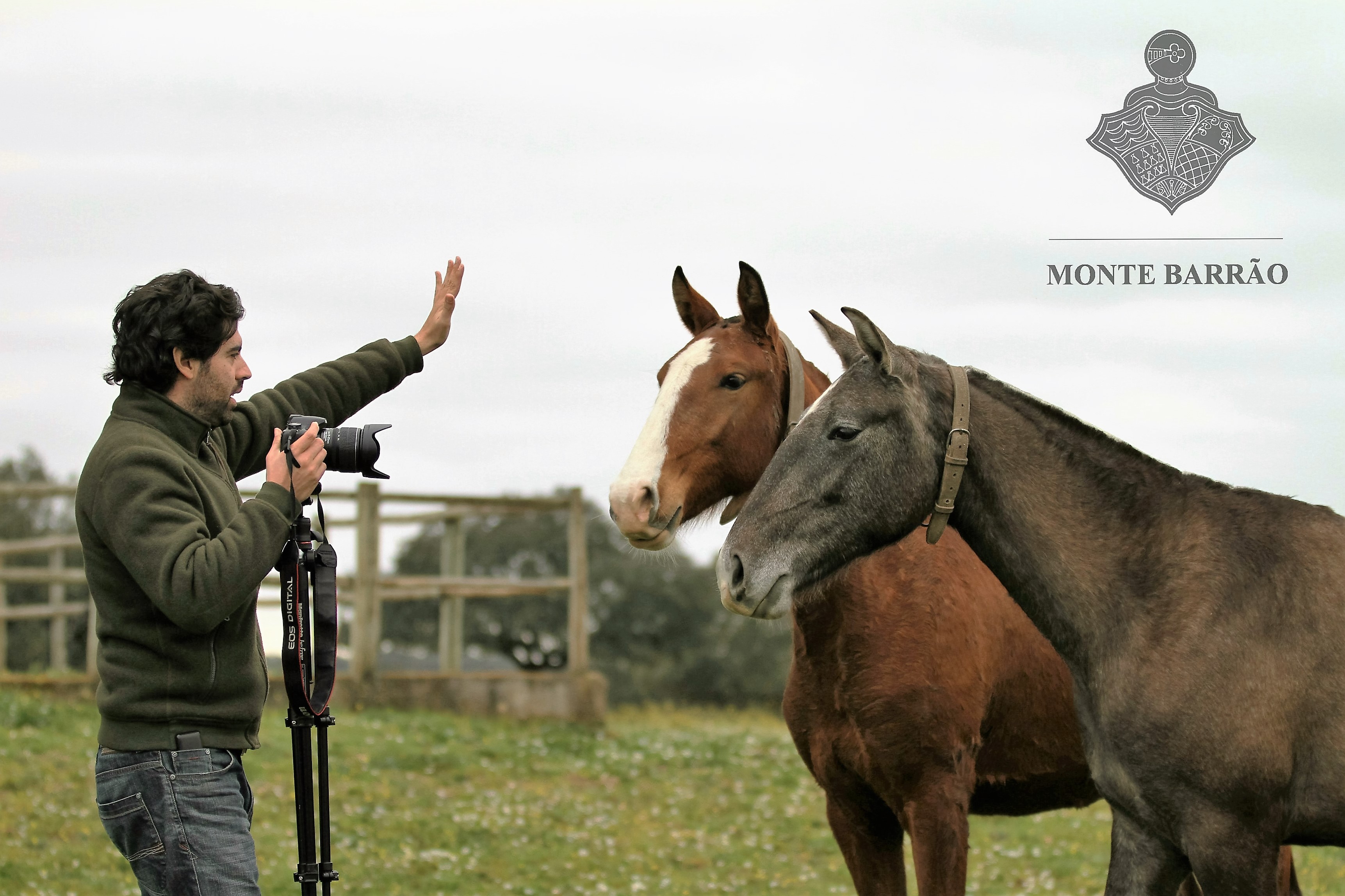 Monte Barrão Foals 2015