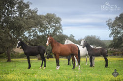 Sintra, India, Famosa, Ginja & Sacha AMB 2022