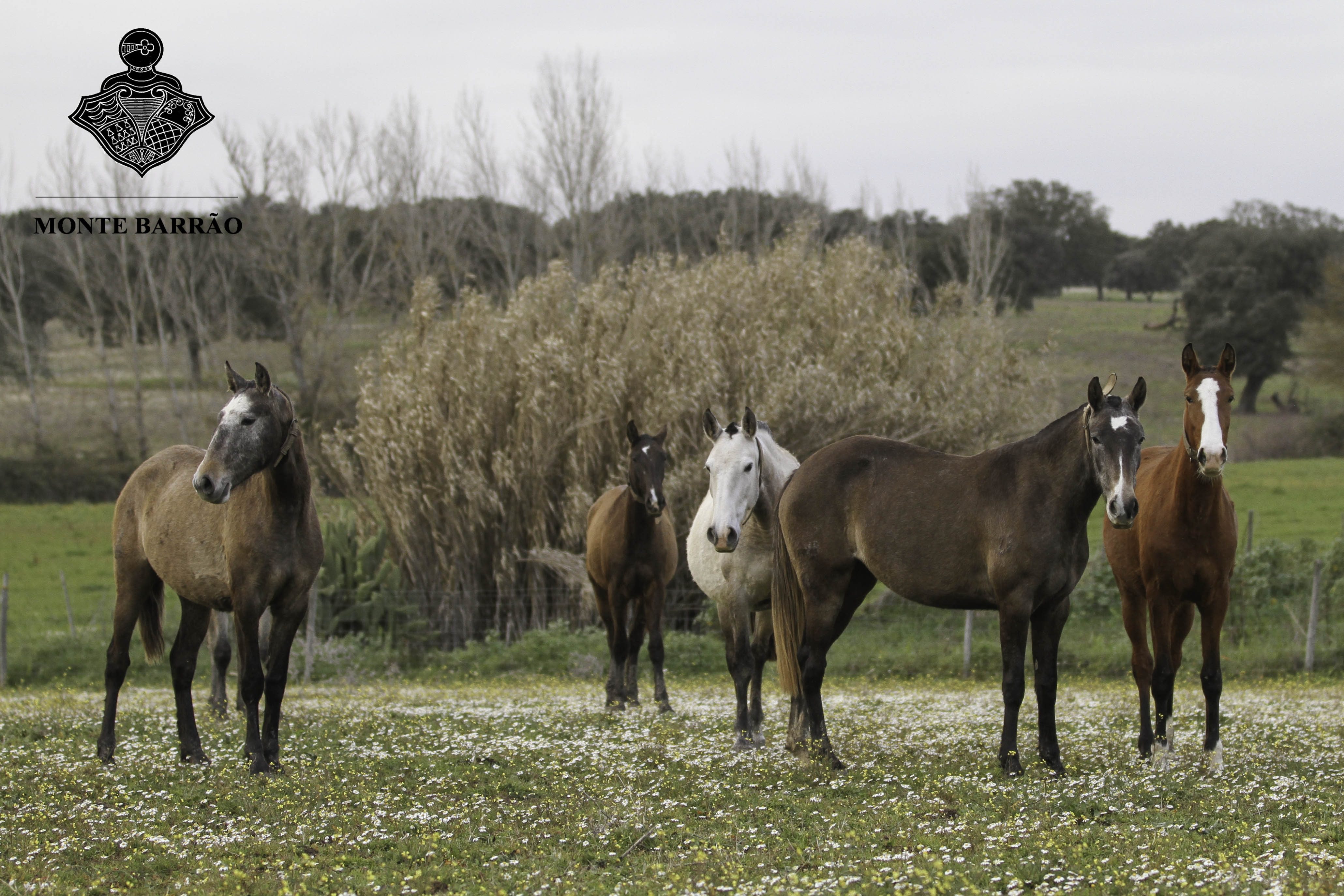 Poldras 2015