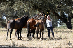 Trigo, Tamariz, Trevo & Trigueiro AMB 2024