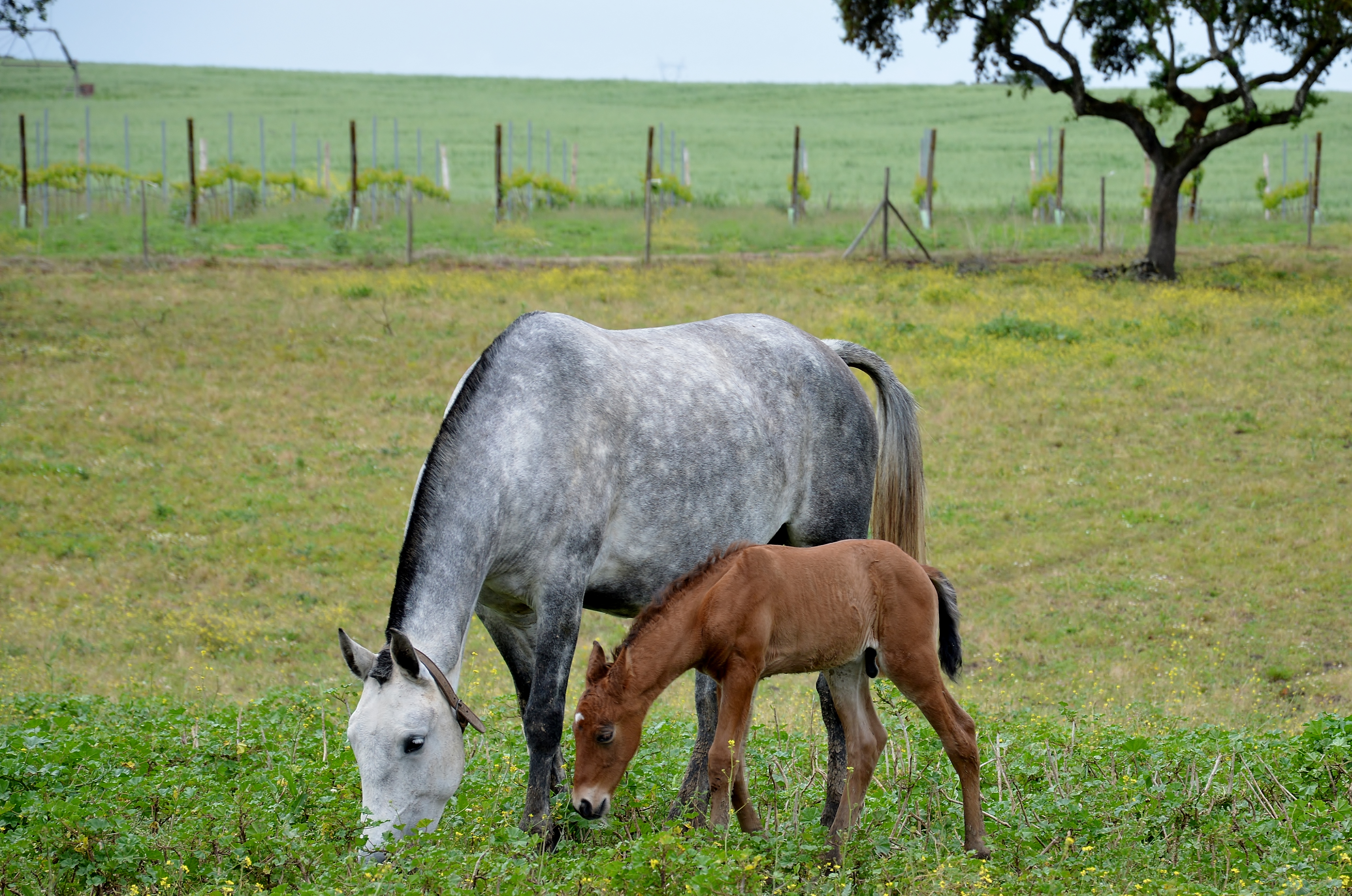 Filho Ginja 2016