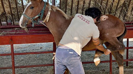 Foal Handling & Early Education: where care begins at ground level.