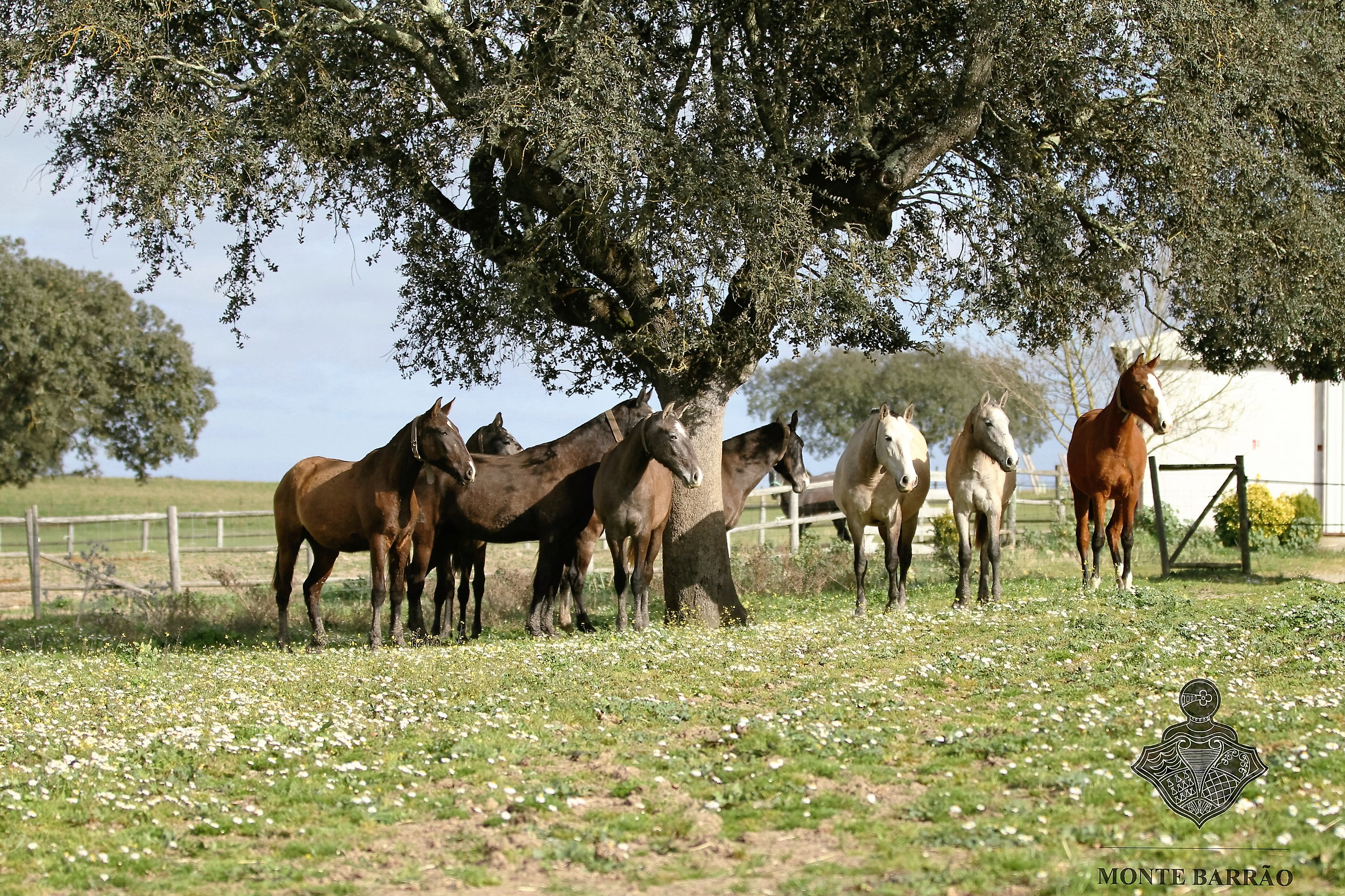 Monte Barrão Foals 2015