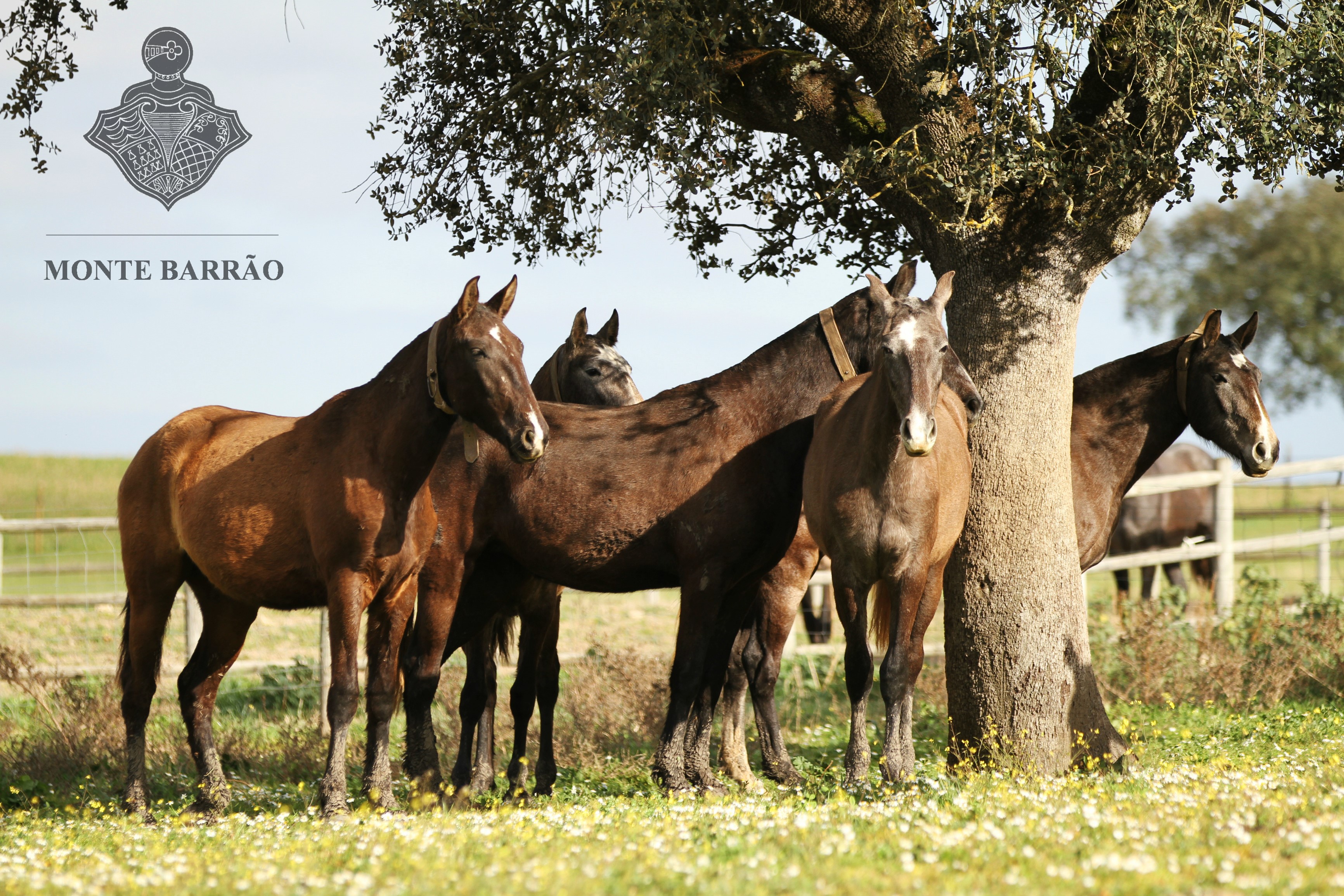 Monte Barrão Foals 2015