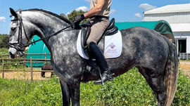 Queluz is a refined young Lusitano mare defined by calm confidence, natural balance, and exceptional sweetness. Elegant in type and generous in character, she offers a rare sense of ease and reliability. Under saddle, she is comfortable, attentive, and willing, already performing lateral work and isolated flying changes. Her maturity and rideability make her a pleasure to develop further. A young mare of quality, safety, and promise—bred and produced with care at Monte Barrão.