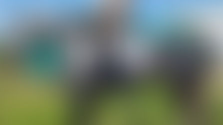 Queluz is a refined young Lusitano mare defined by calm confidence, natural balance, and exceptional sweetness. Elegant in type and generous in character, she offers a rare sense of ease and reliability. Under saddle, she is comfortable, attentive, and willing, already performing lateral work and isolated flying changes. Her maturity and rideability make her a pleasure to develop further. A young mare of quality, safety, and promise—bred and produced with care at Monte Barrão.