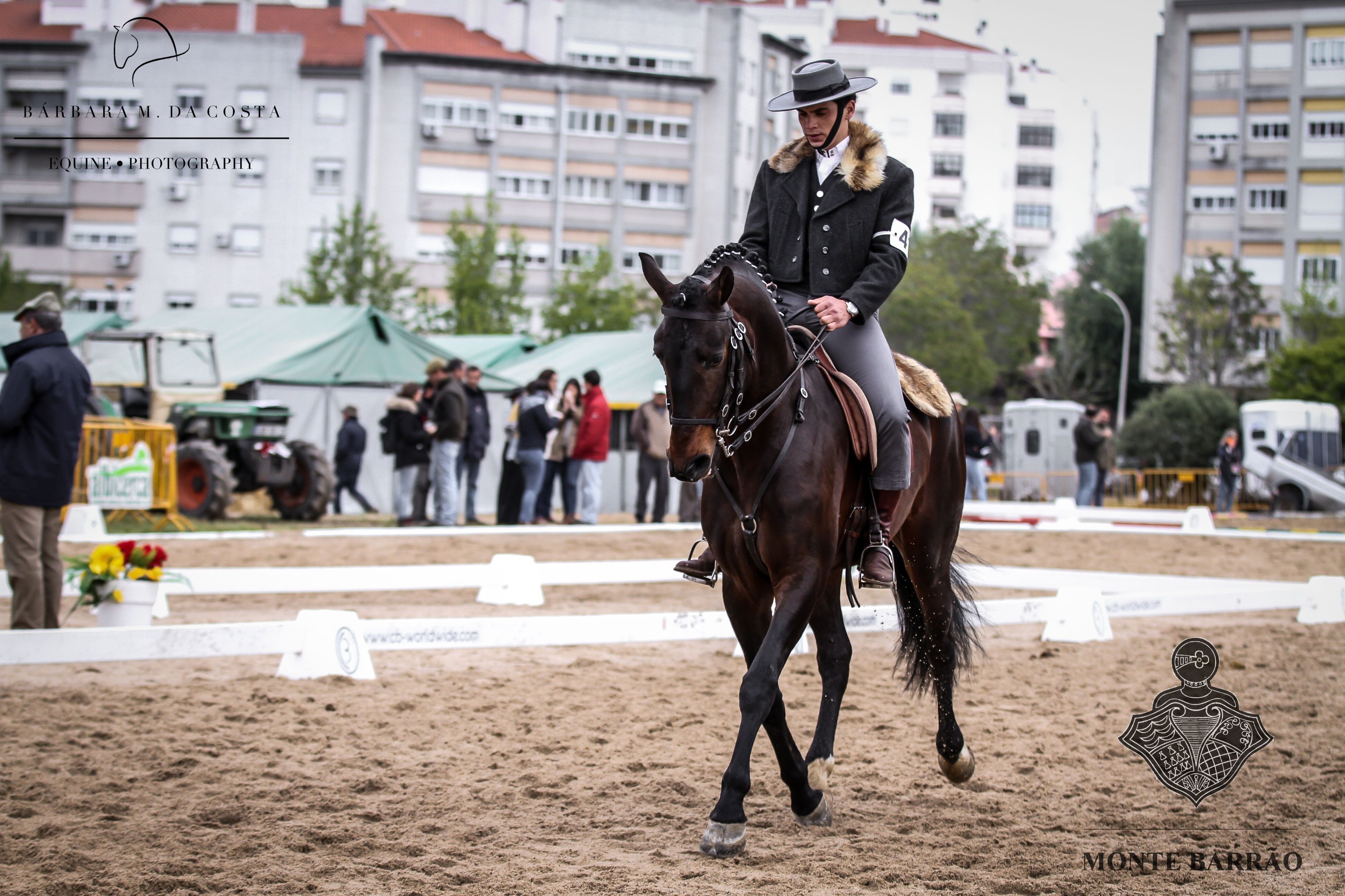 Lince AMB 2019