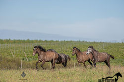 Puma, Prada & Paloma AMB 2021