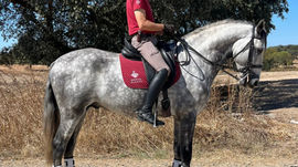 Real is a Lusitano of noble expression and classic elegance. Correctly built with elasticity and natural presence, he combines beauty with a willing and intelligent temperament. A versatile horse with strong foundations, suitable for sport, tradition, or refined leisure riding.