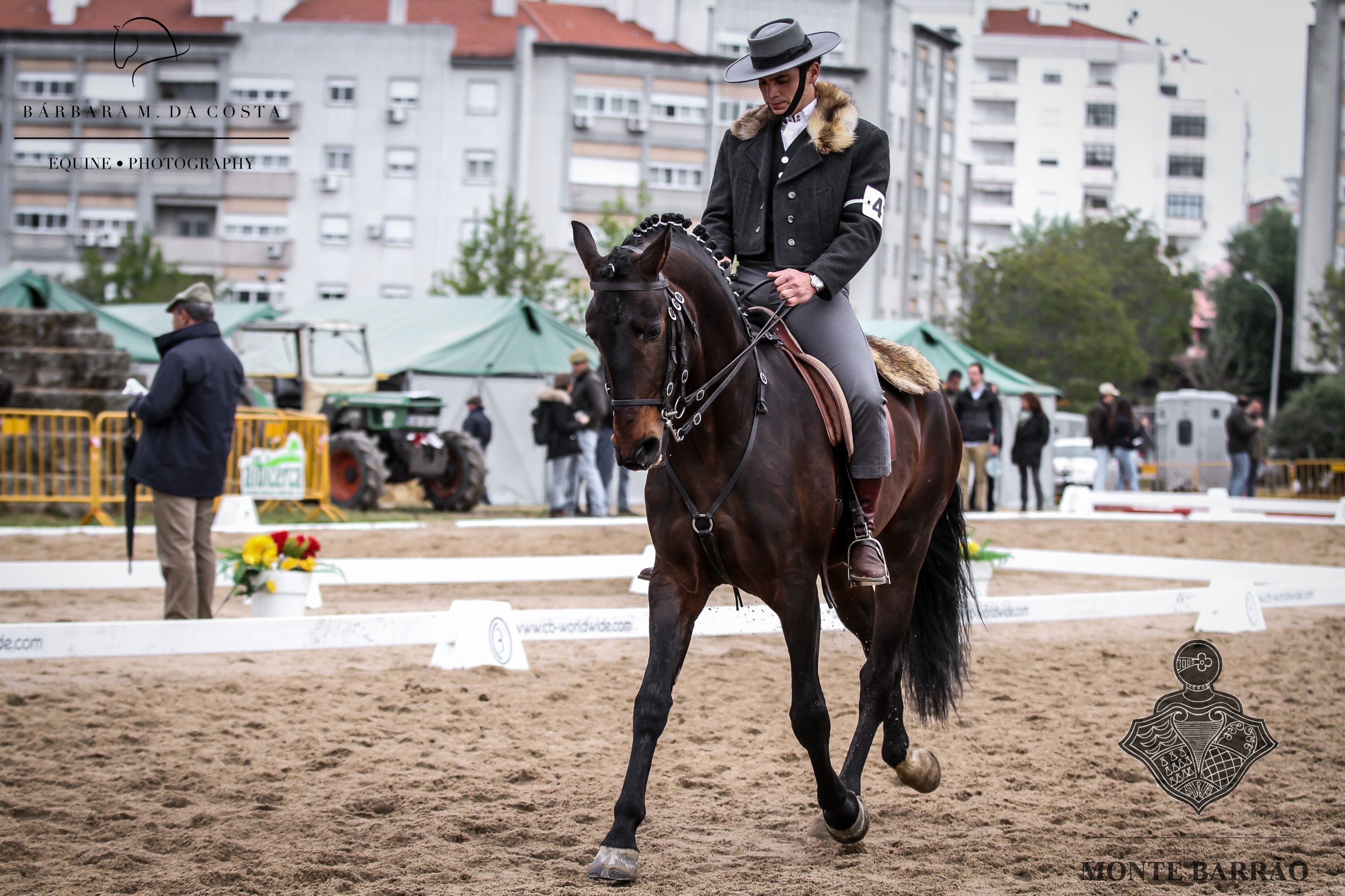 Lince AMB 2019
