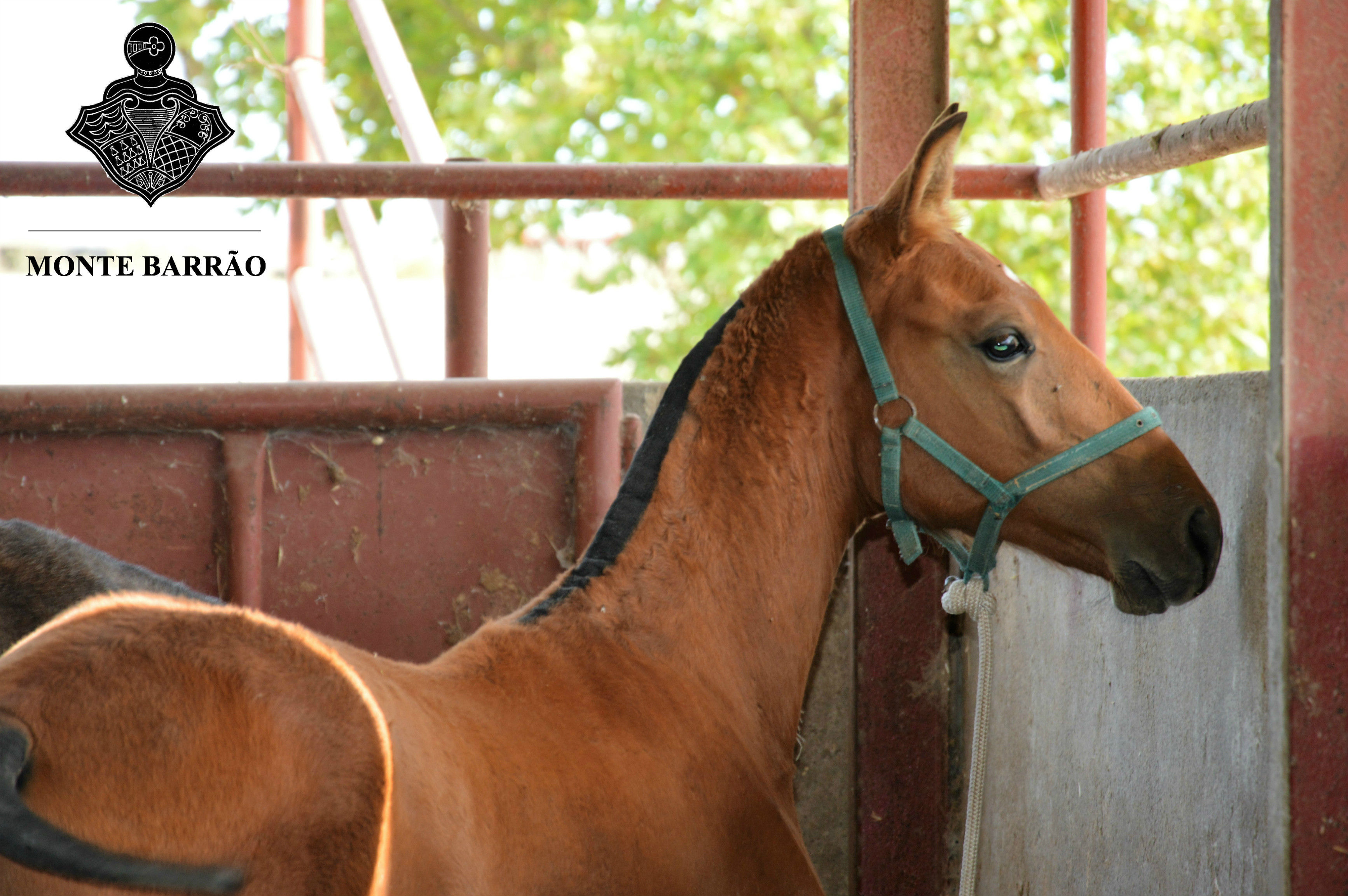 Monte Barrão Foal 2016