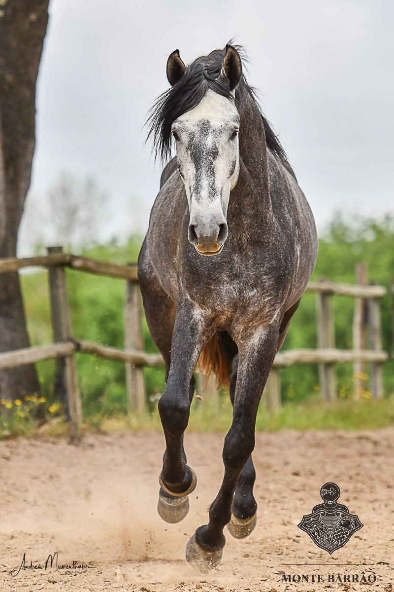 Magno AMB 2019