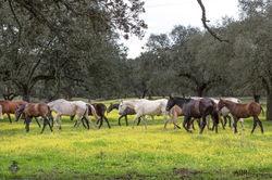 Monte Barrão Mares & 2022 Foals