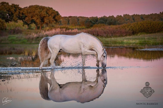 Where Lusitano horses and horizons meet.