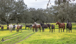Monte Barrão Mares & 2022 Foals