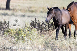 India´s Daughter AMB 2024