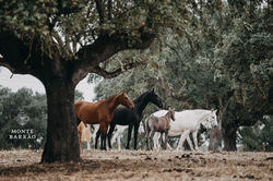 Sintra & Seda AMB 2024