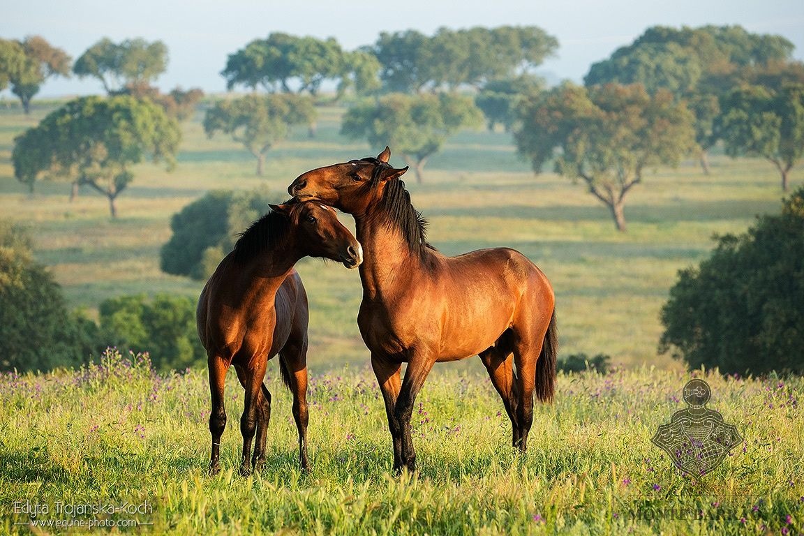 1 & 2 year old Foals 2018