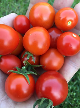 CherryTomatos.jpg