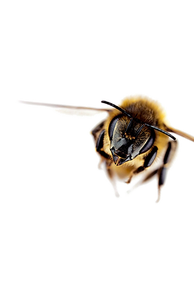 Flying-Honey-Bee-PNG-Photos-3245534748.png