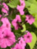 Clearwing Hummingbird Moth