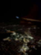 Florida Skyline at Night