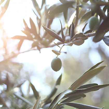olive-tree-branch.jpg