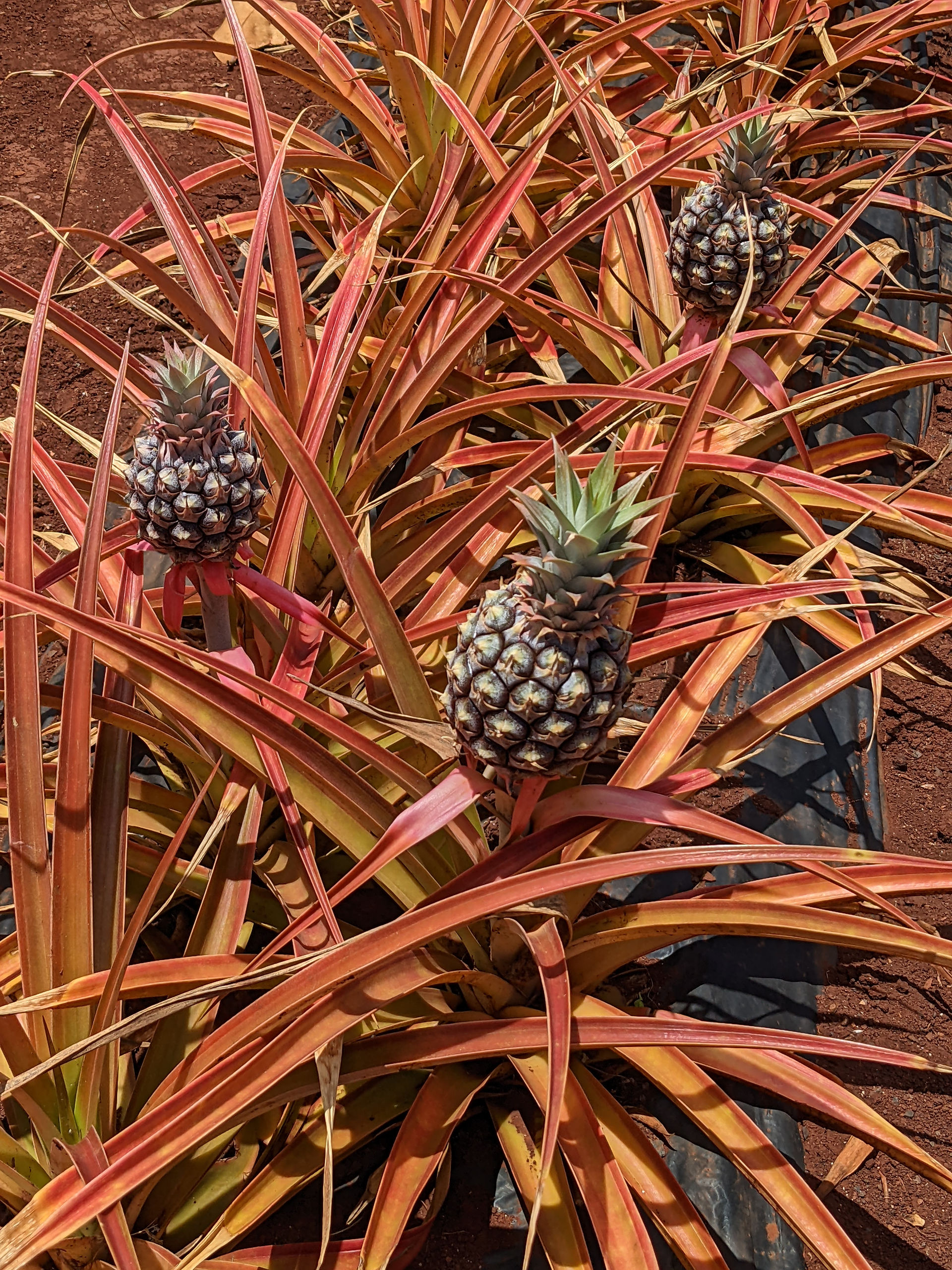 Dole Plantation pineapples in Oahu