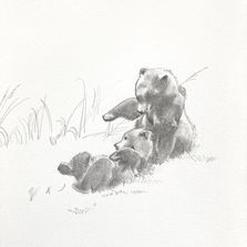 クマ　くまの絵　くま　くまの絵　こぐま　こぐまの絵　bear art